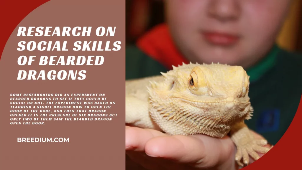 Research On Social Skills Of Bearded Dragons