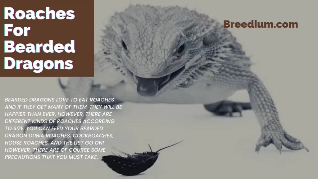 Roaches For Bearded Dragons