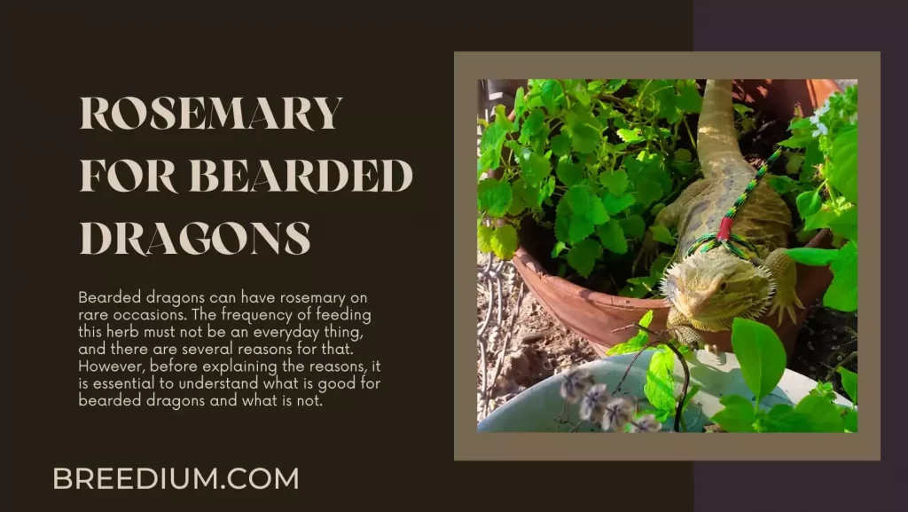 Rosemary For Bearded Dragons