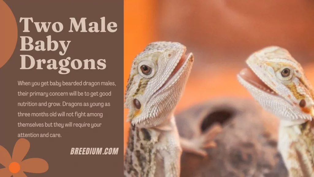 Two Male Baby Dragons