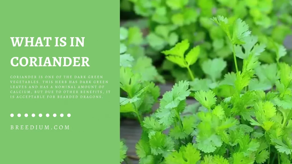 What Is In Coriander