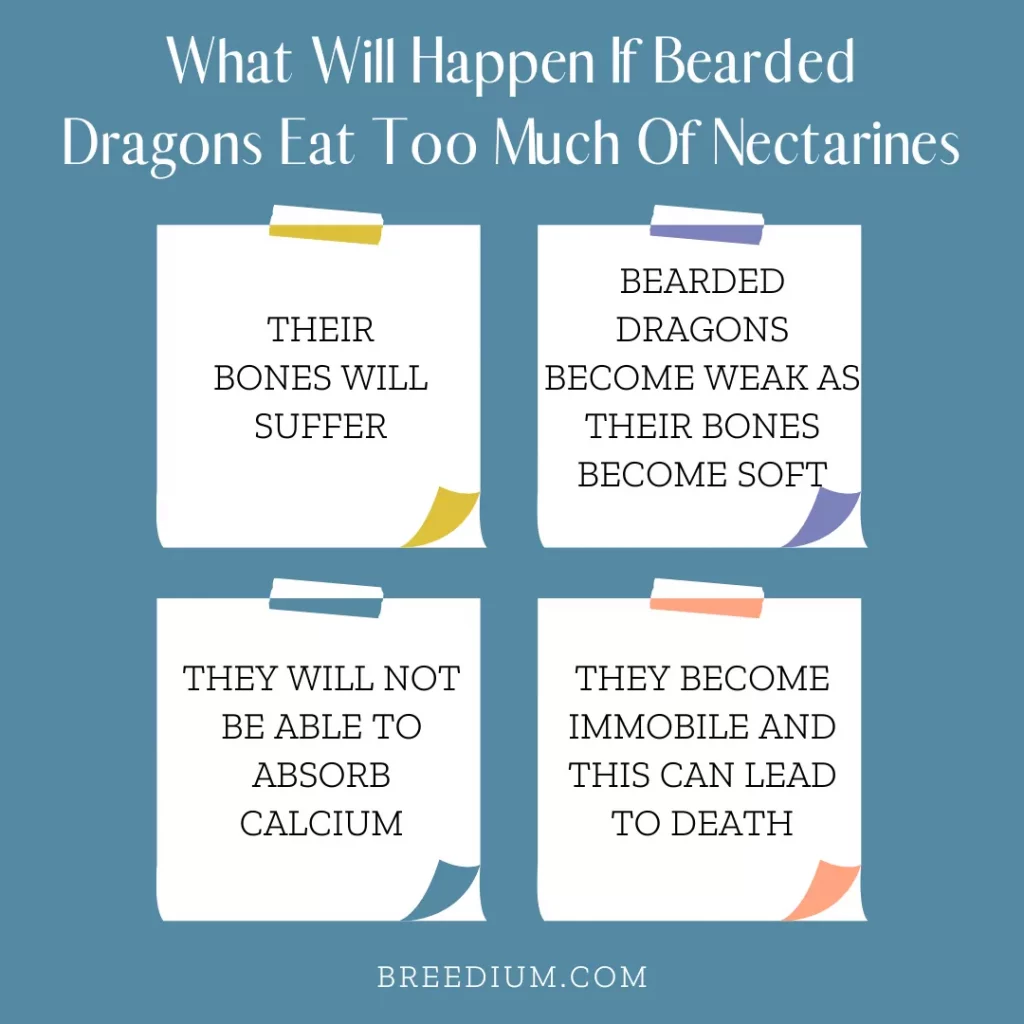 What Will Happen If Bearded Dragons Eat Too Much