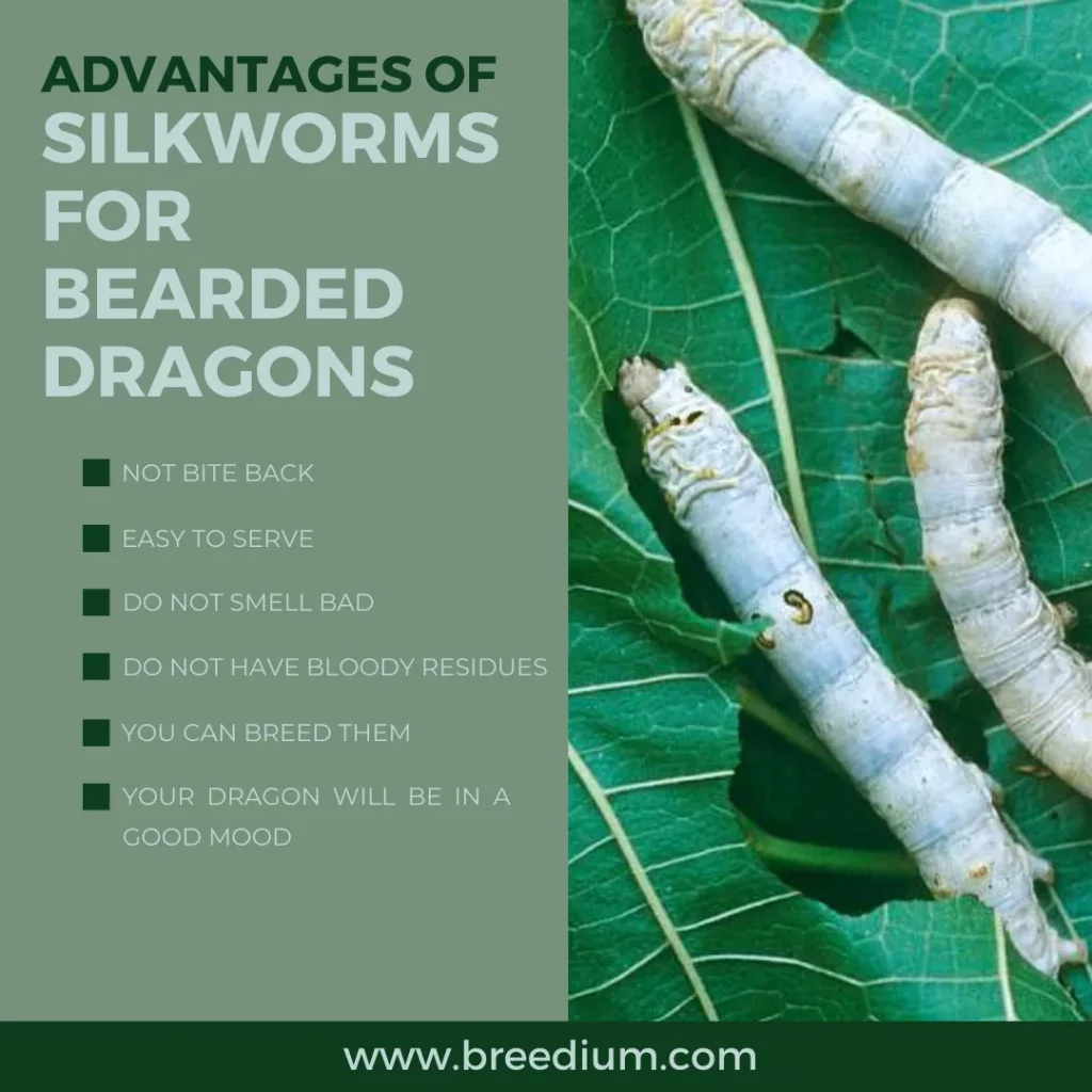 Advantages Of Silkworms