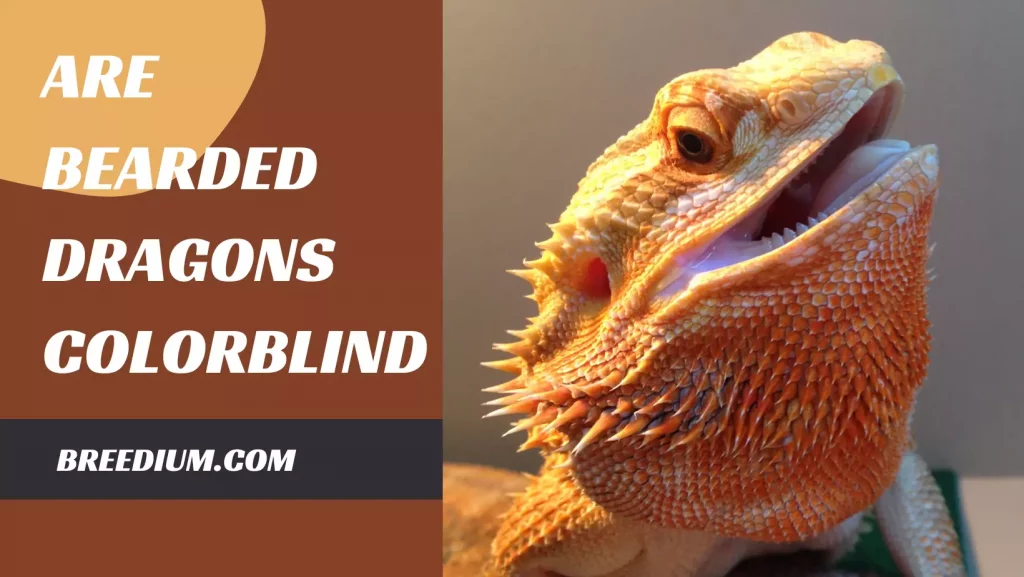 Are Bearded Dragons Colorblind