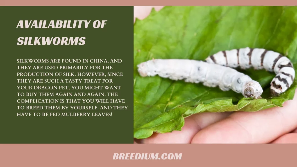 Availability Of Silkworms
