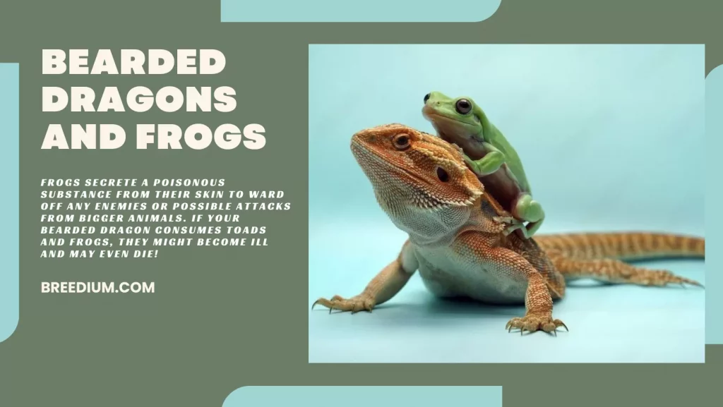 Bearded Dragons And Frogs