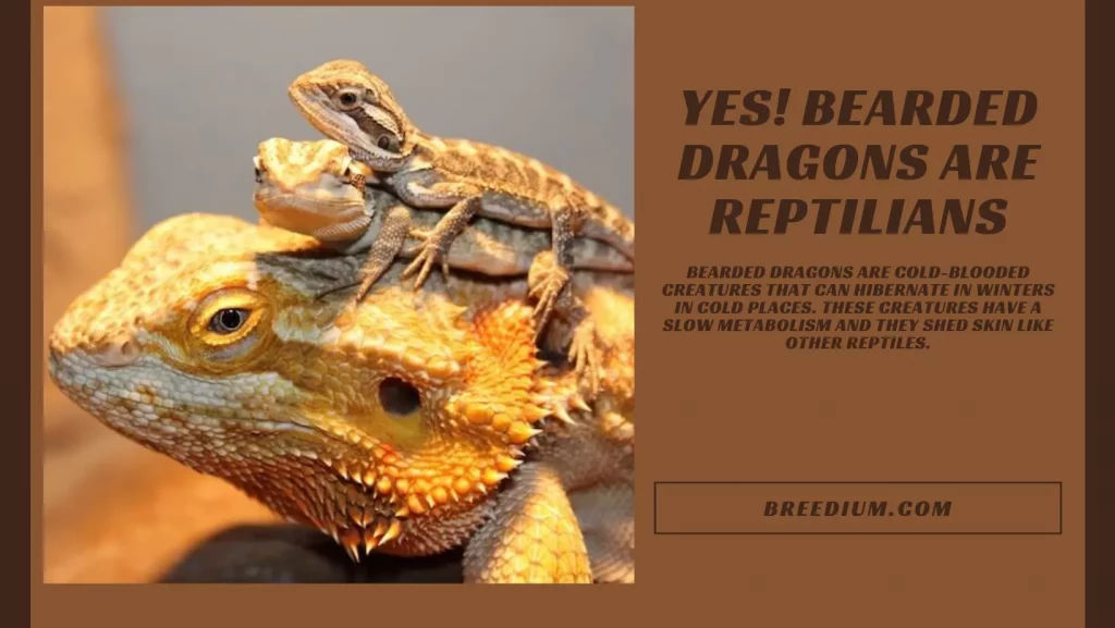 Bearded Dragons Are Reptilians