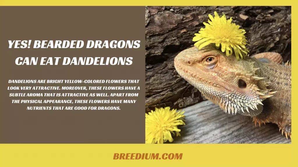 Bearded Dragons Can Eat Dandelions