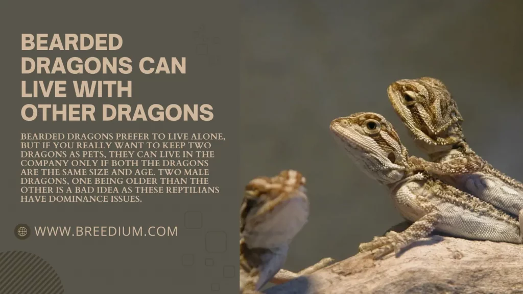 Bearded Dragons Can Live With Other Dragons