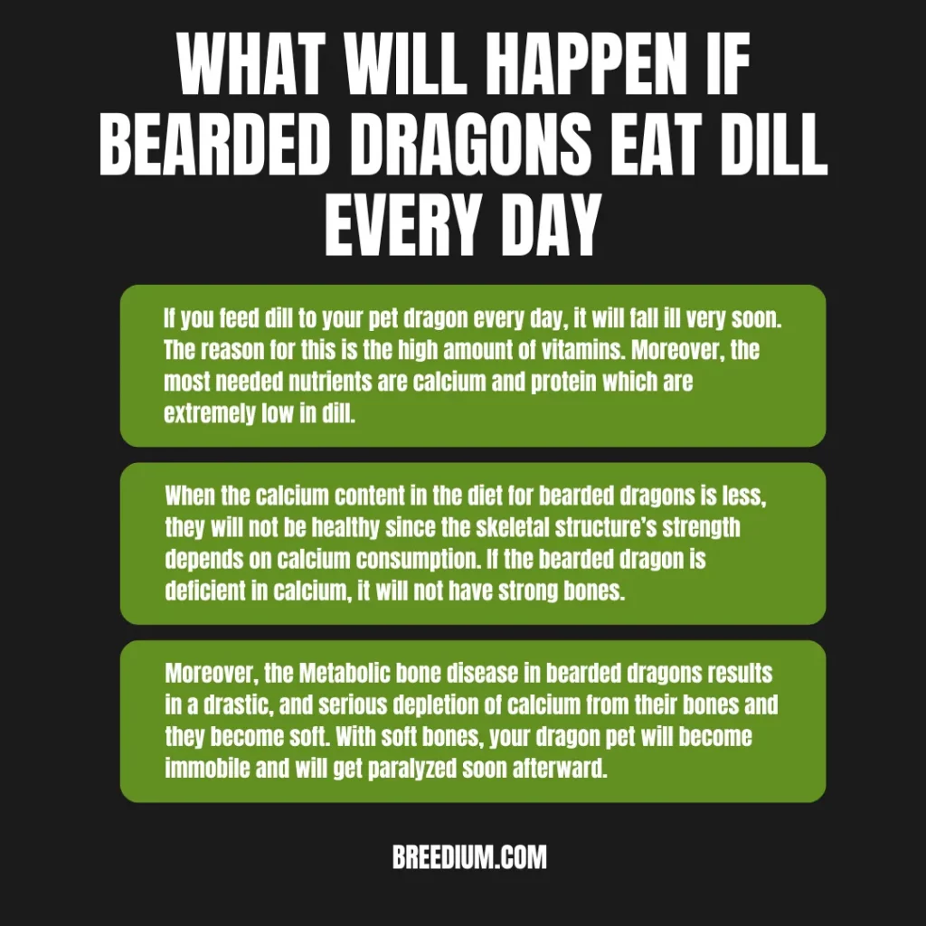Bearded Dragons Eat Dill Every Day