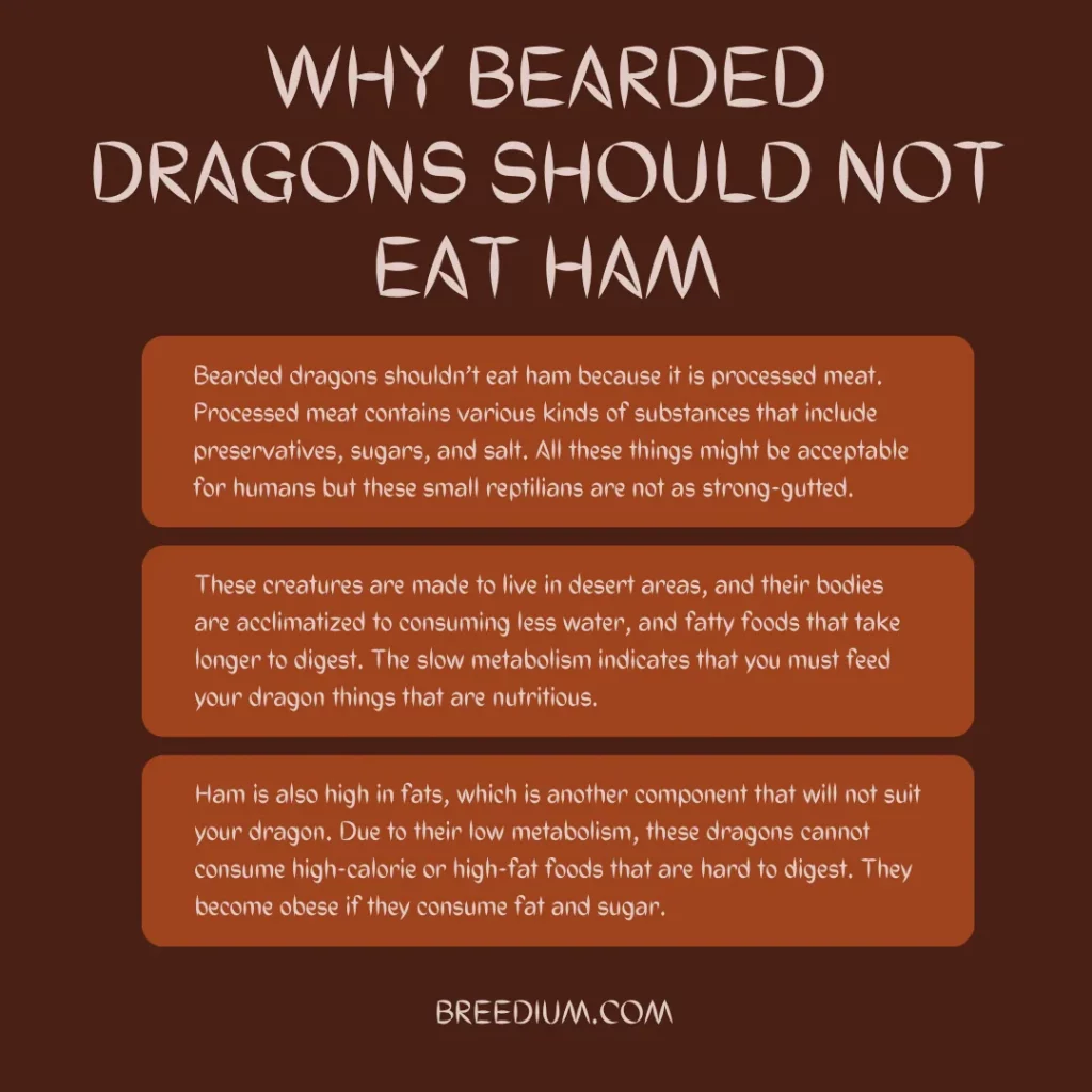 Bearded Dragons Should Not Eat Ham