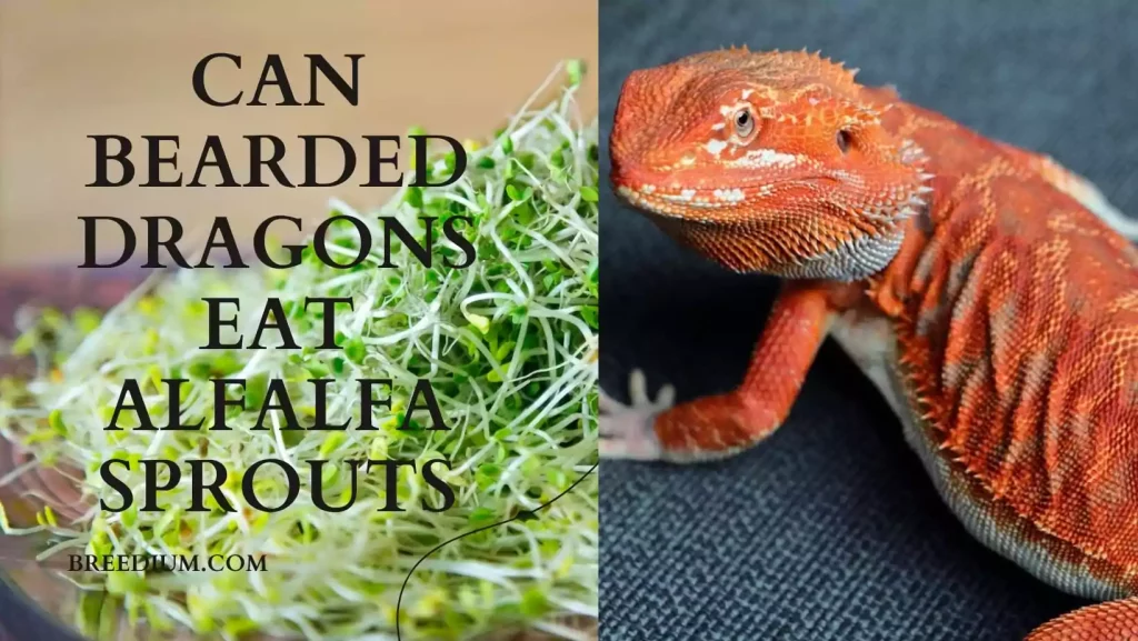 Can Bearded Dragons Eat Alfalfa Sprouts