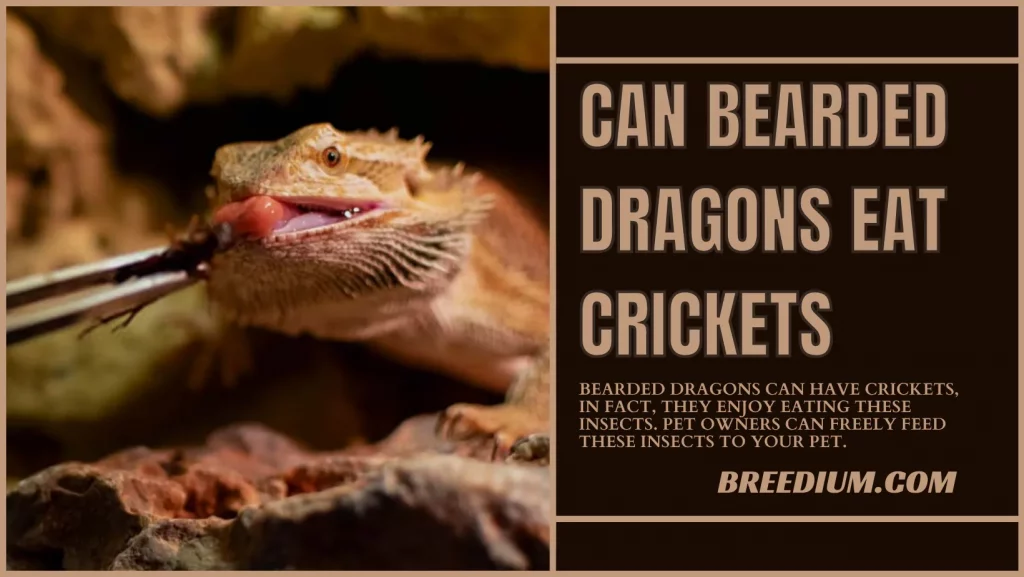 Can Bearded Dragons Eat Crickets