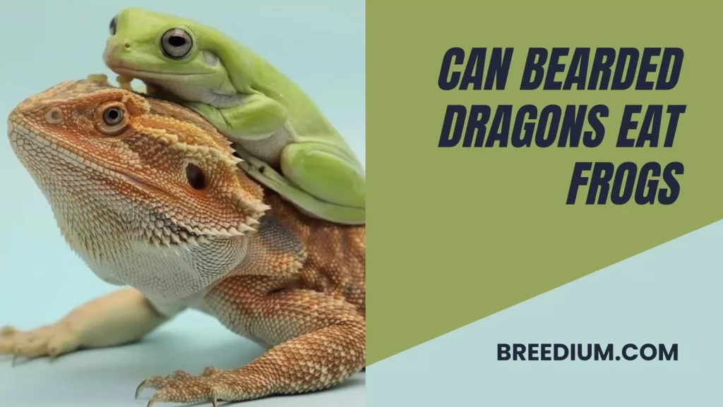 Can Bearded Dragons Eat Frogs