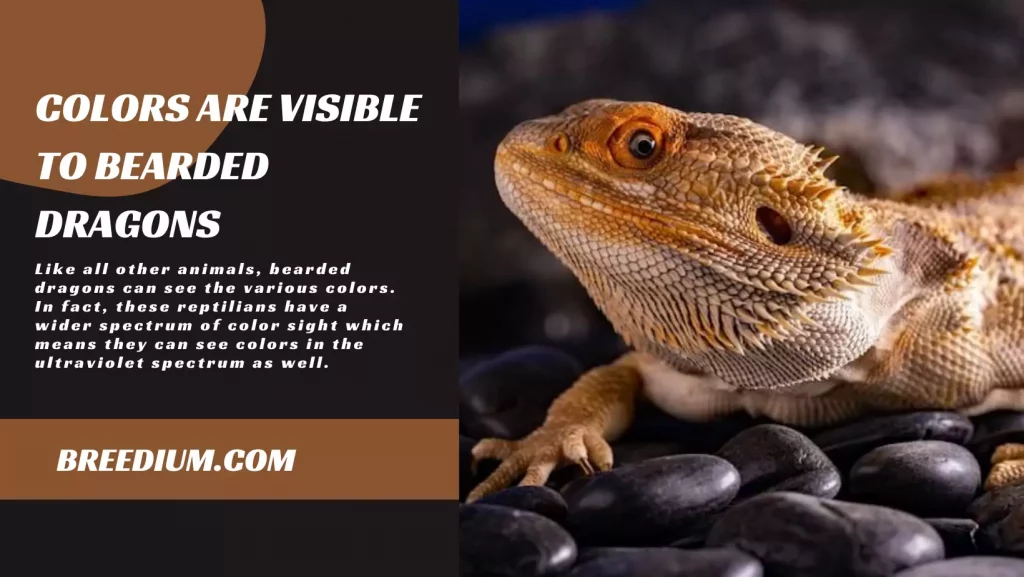 Colors Are Visible To Bearded Dragons
