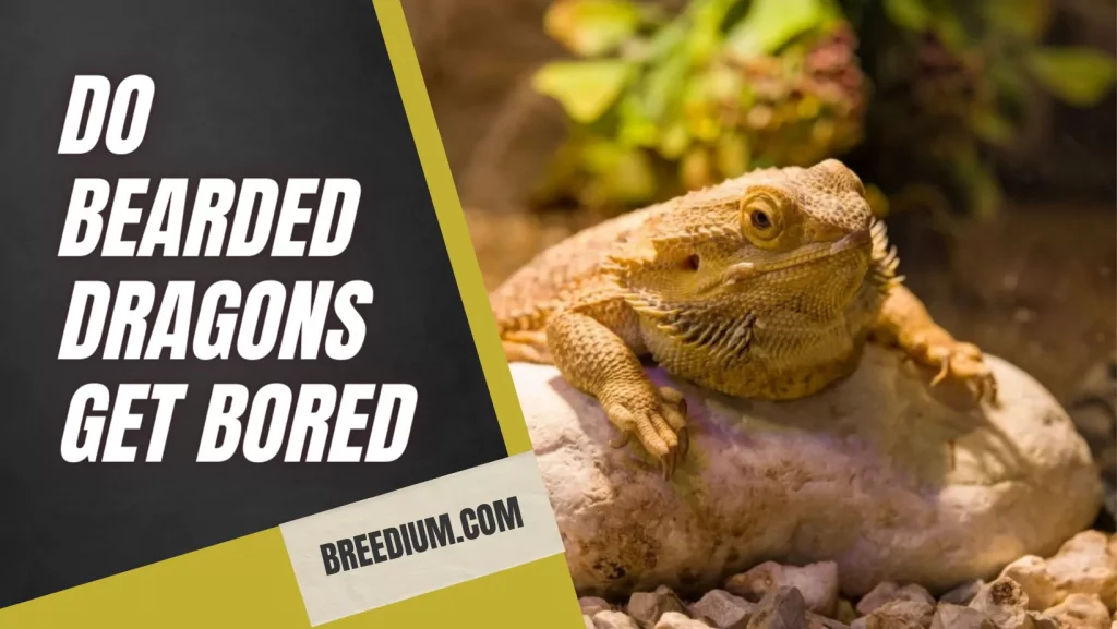 Do Bearded Dragons Get Bored