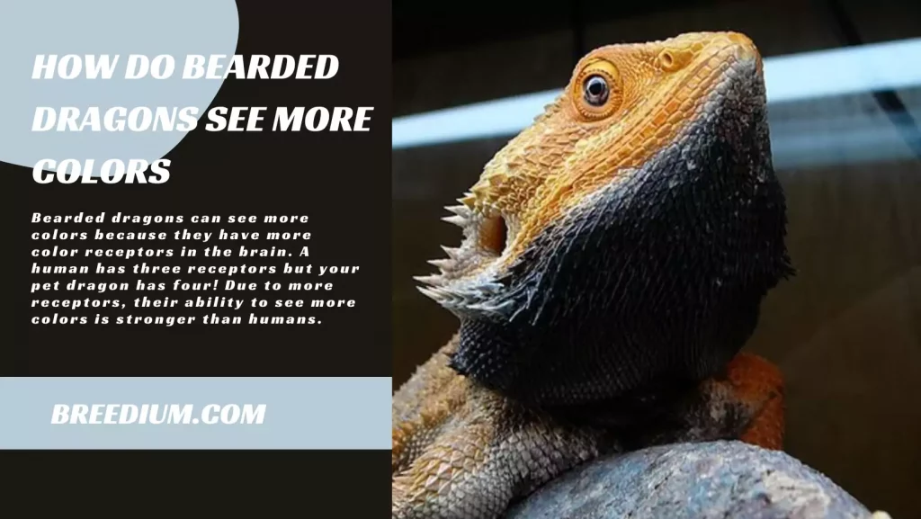 How Do Bearded Dragons See More Colors