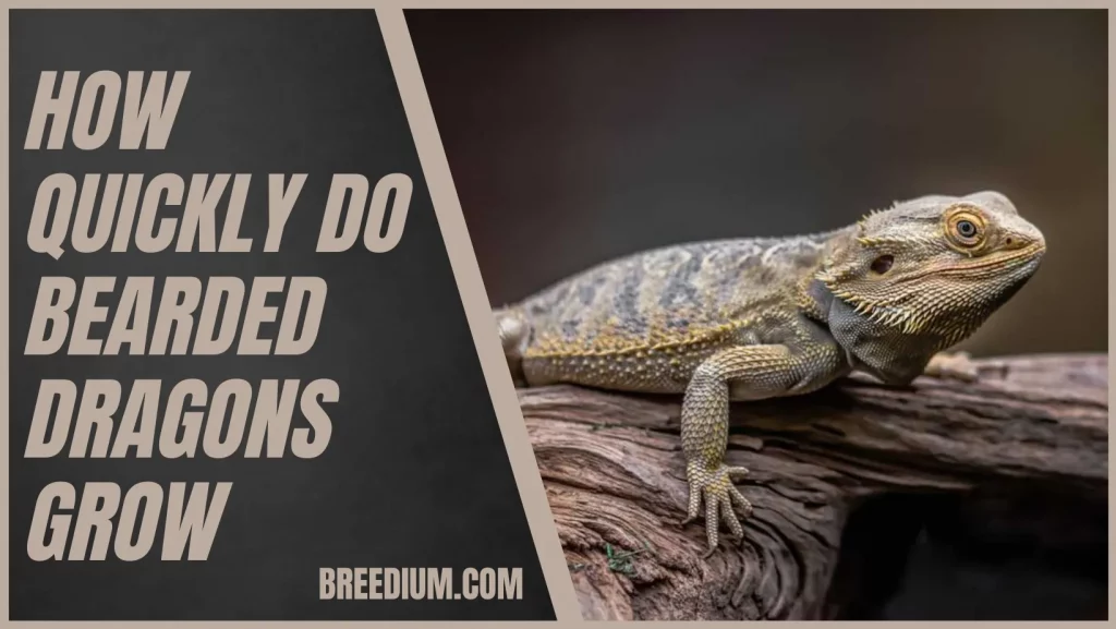 How Quickly Do Bearded Dragons Grow