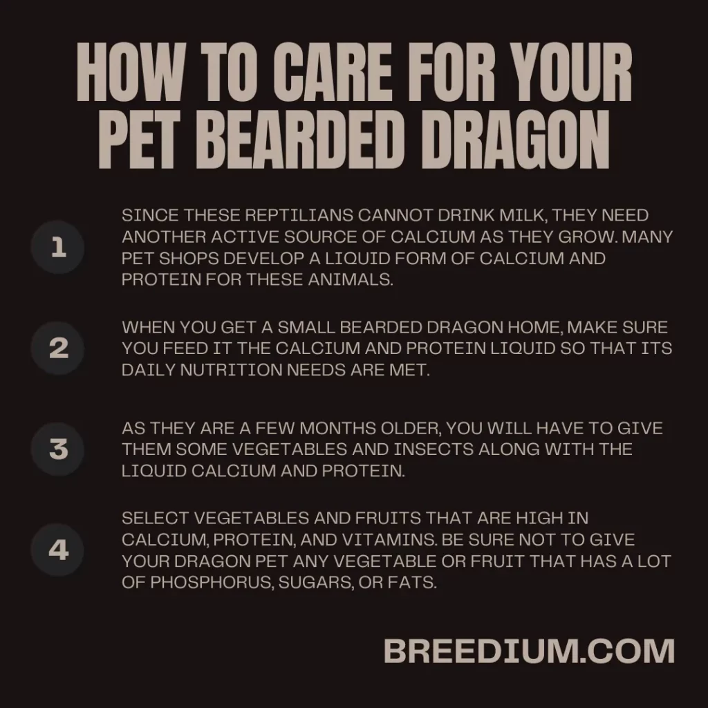 How To Care For Your Pet Bearded Dragon