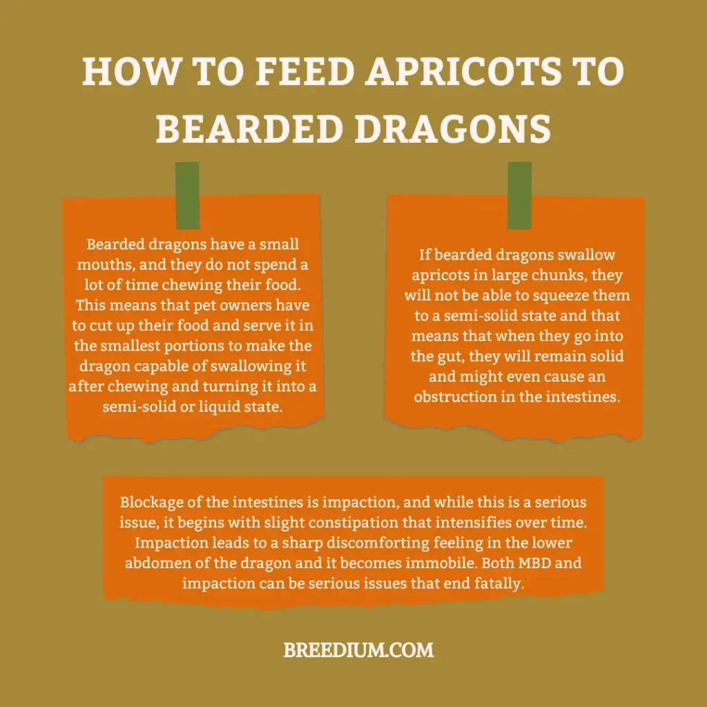How To Feed Apricots To Bearded Dragons