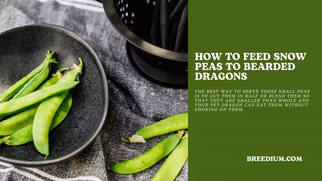 How To Feed Snow Peas To Bearded Dragons
