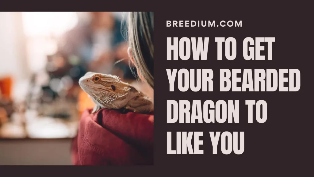 How To Get Your Bearded Dragon To Like You