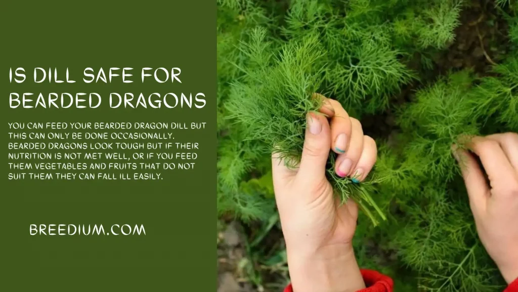 Is Dill Safe For Bearded Dragons