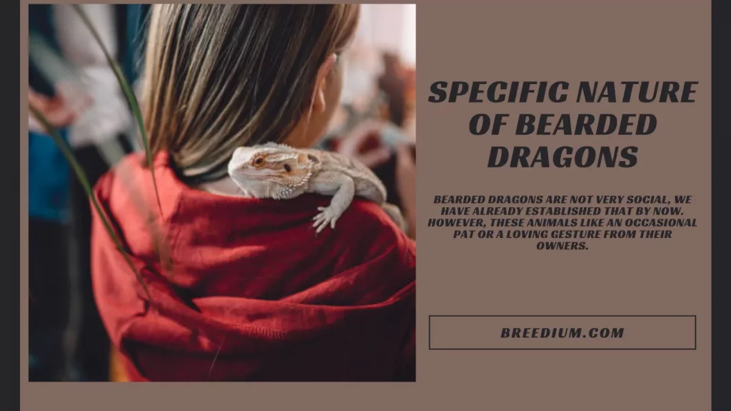 Specific Nature Of Bearded Dragons