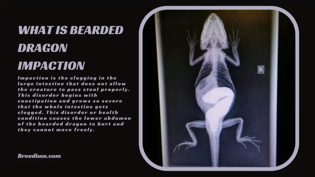 What Is Bearded Dragon Impaction