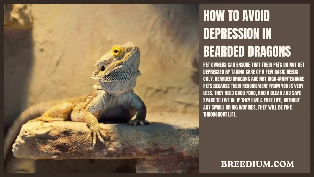 How To Avoid Depression In Bearded Dragons