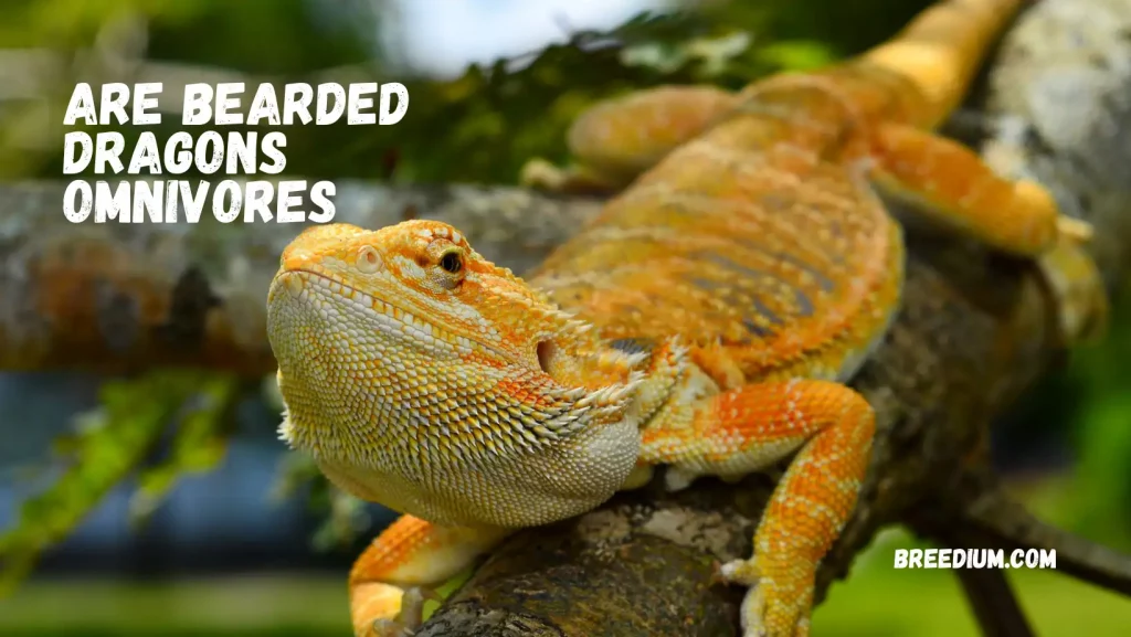 Are Bearded Dragons Omnivores