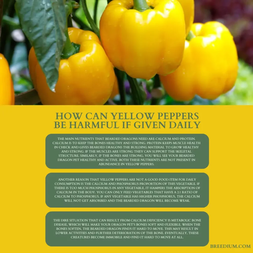 How Can Yellow Peppers Be Harmful If Given Daily