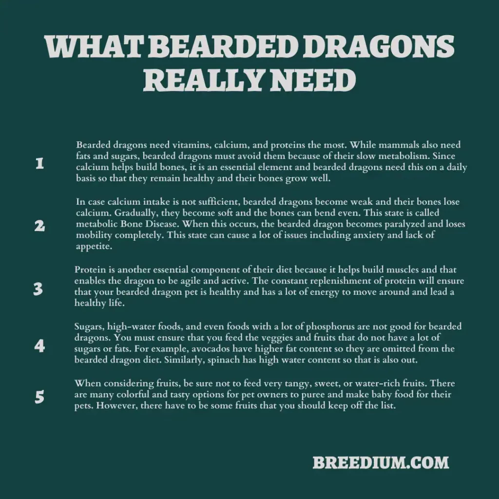 What Bearded Dragons Really Need