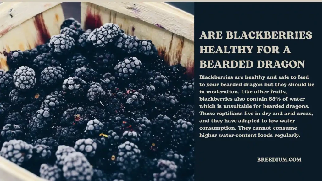 ARE BLACKBERRIES HEALTHY FOR A BEARDED DRAGON
