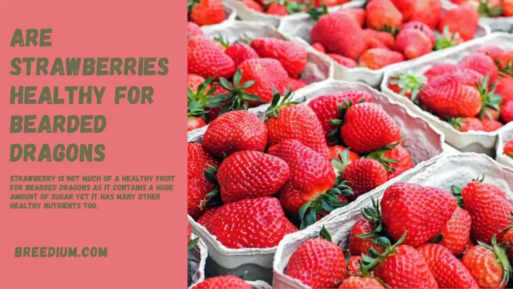 Are Strawberries Healthy For Bearded Dragons