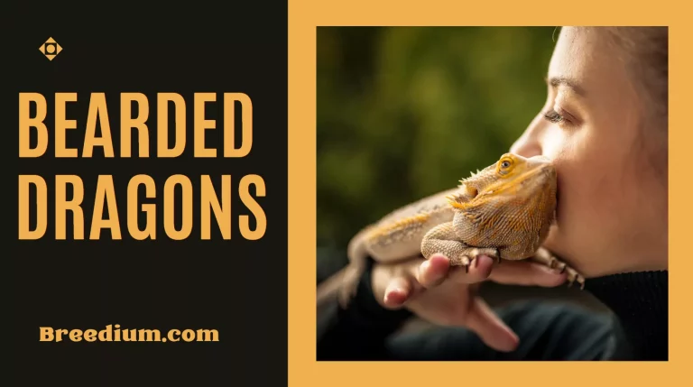 Bearded Dragons 101 – A Comprehensive Guide