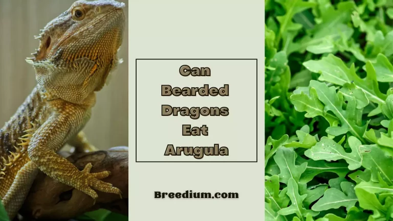 Can Bearded Dragons Eat Arugula? | Nutritional Considerations