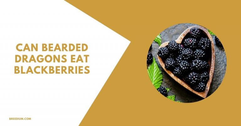 Can Bearded Dragons Eat Blackberries? | Benefits And Risks