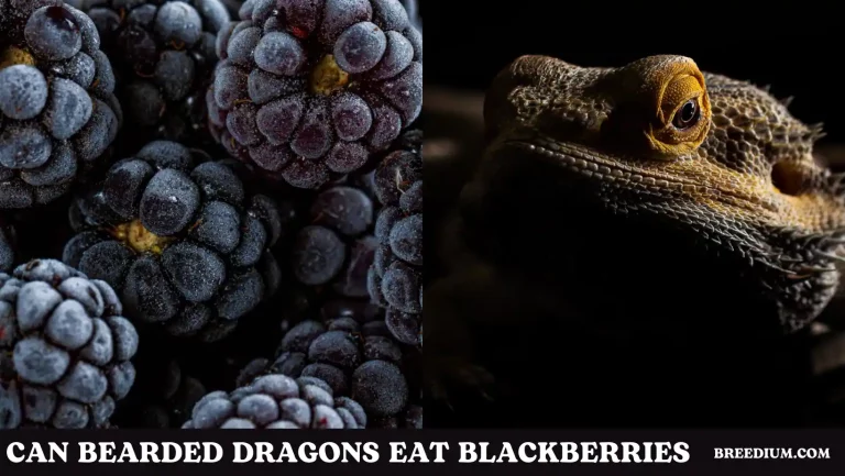 Can Bearded Dragons Eat Blackberries? | Benefits And Risks