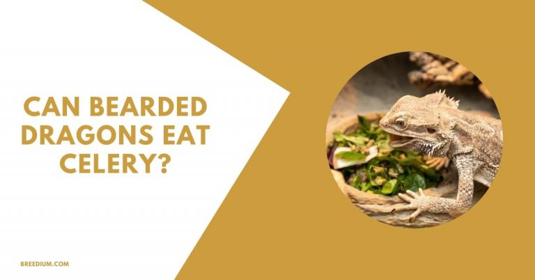 Can Bearded Dragons Eat Celery? | A Detailed Guide