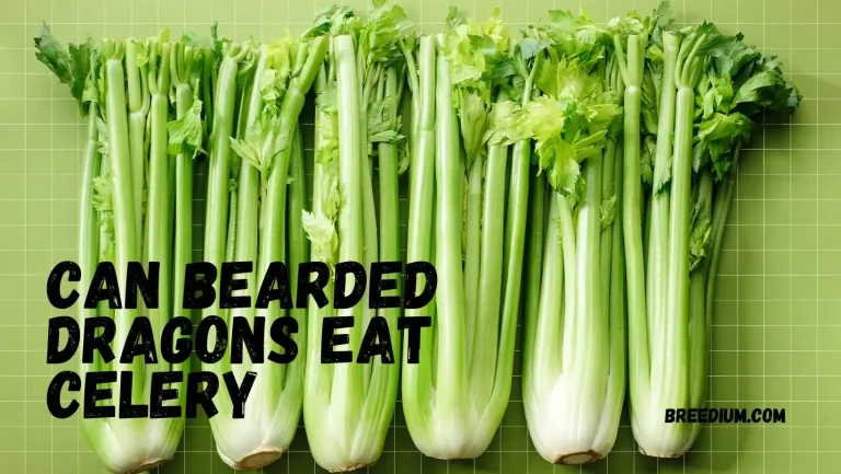 Can Bearded Dragons Eat Celery? | Nutritional Analysis