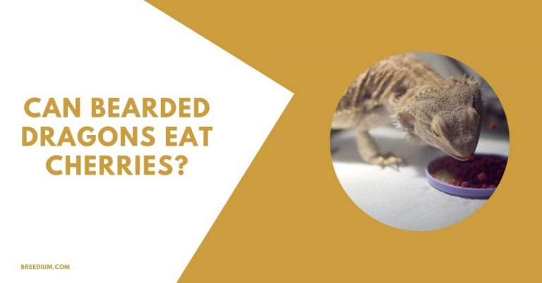 Can Bearded Dragons Eat Cherries? | What You Should Know