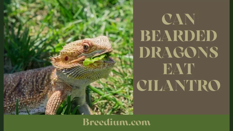 Can Bearded Dragons Eat Cilantro? | Get To Know All!