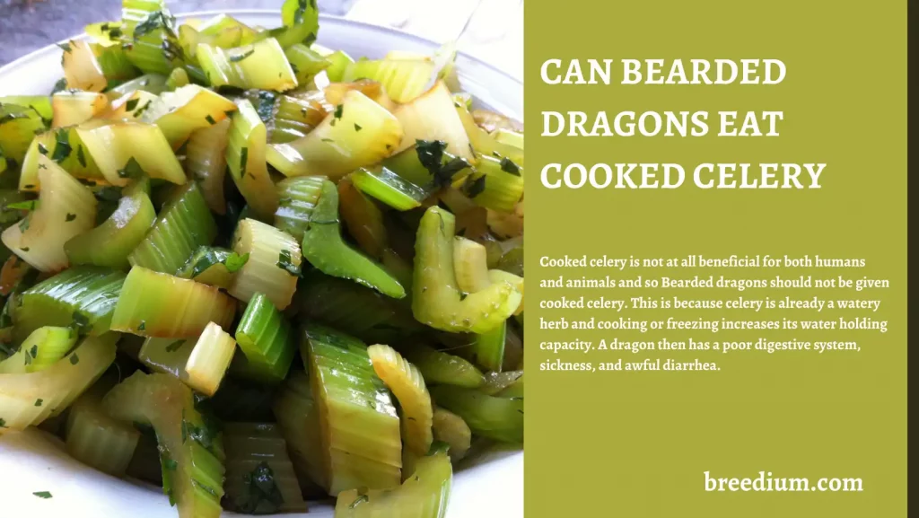 Can Bearded Dragons Eat Cooked Celery
