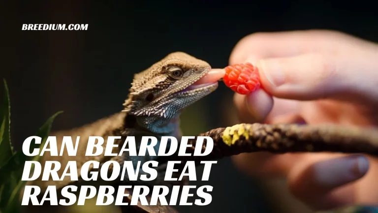 Can Bearded Dragons Eat Raspberries? | All Nutrition Facts