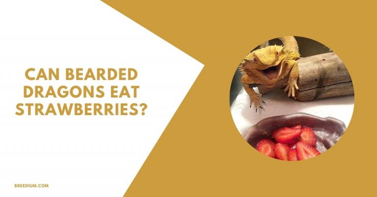 Can Bearded Dragons Eat Strawberries? | Complete Dragon’s Diet