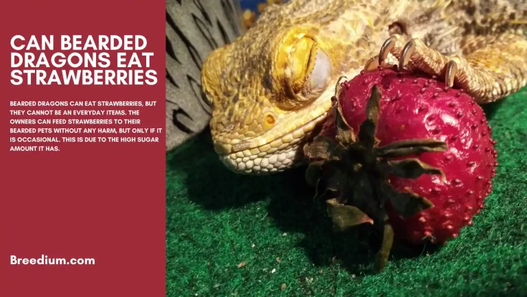 Can Bearded Dragons Eat Strawberries