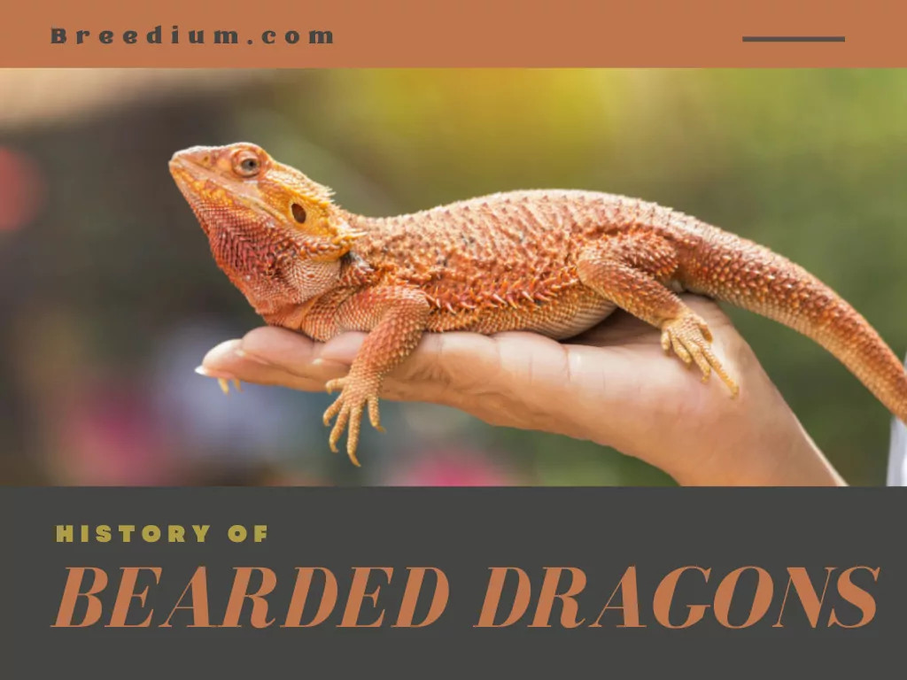 HISTORY OF BEARDED DRAGONS