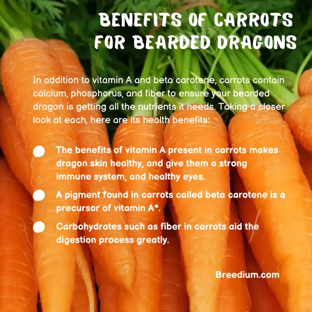 Benefits of Carrots For Bearded Dragons