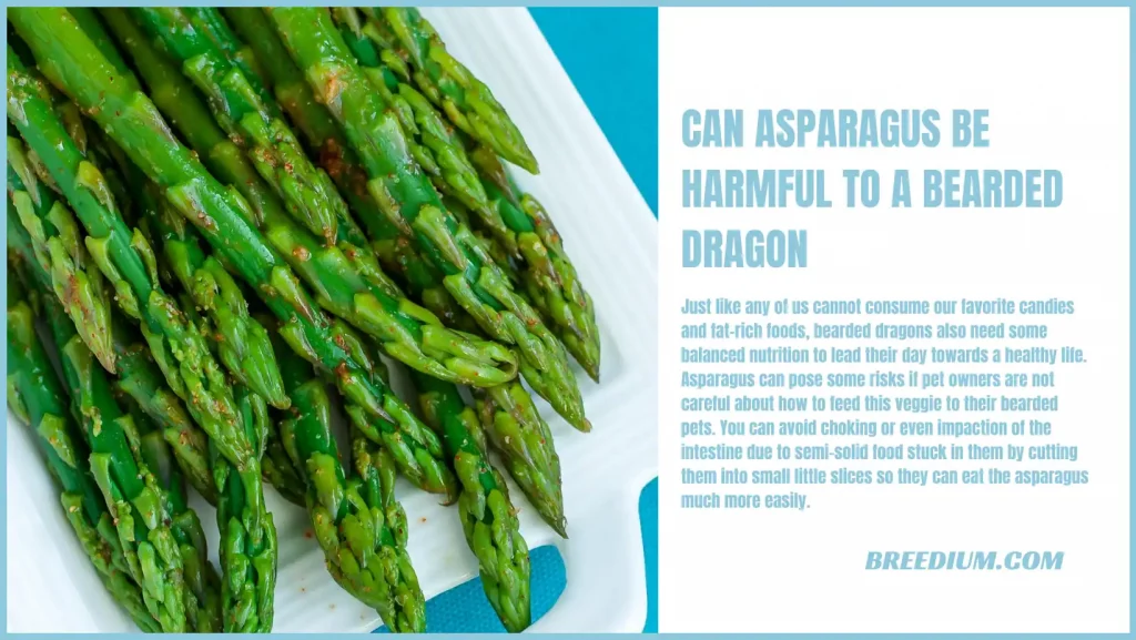 Can Asparagus Be Harmful To A Bearded Dragon